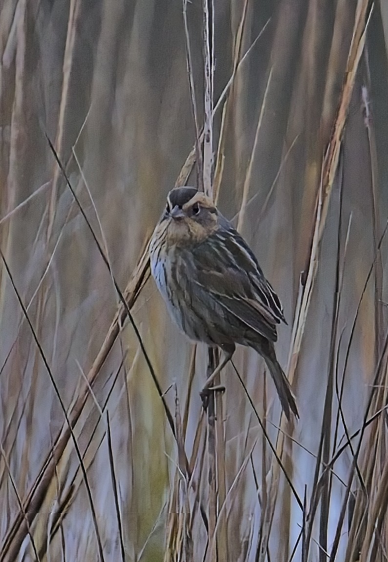 Nelson's Sparrow - ML647643743