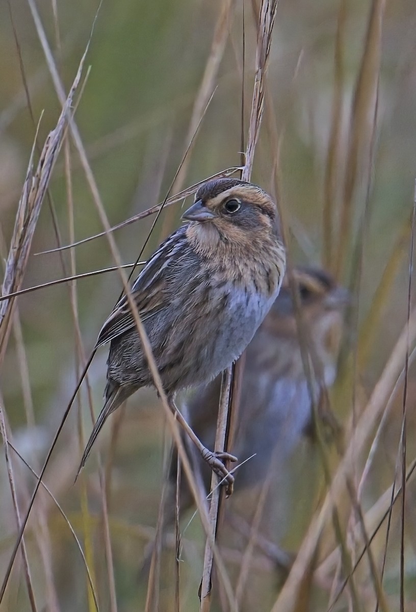 Nelson's Sparrow - ML647643744
