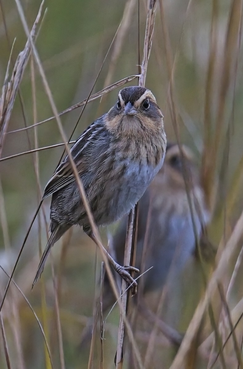 Nelson's Sparrow - ML647643745