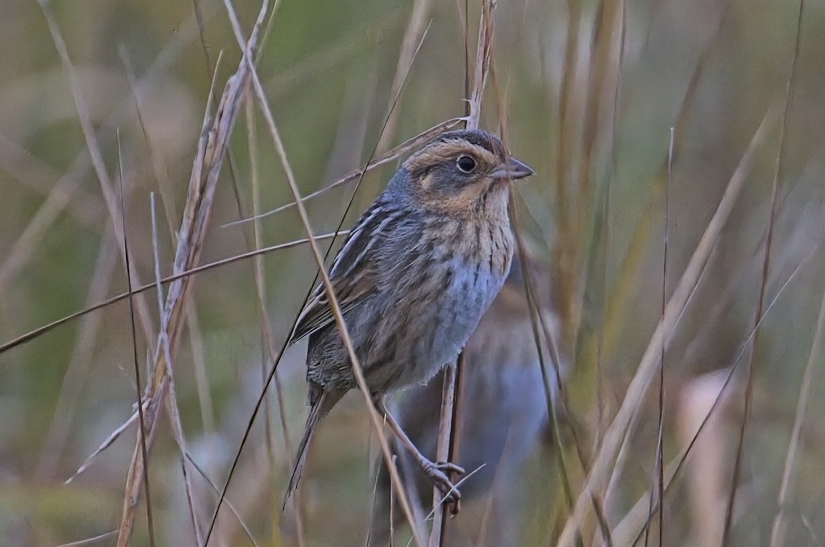 Nelson's Sparrow - ML647643746
