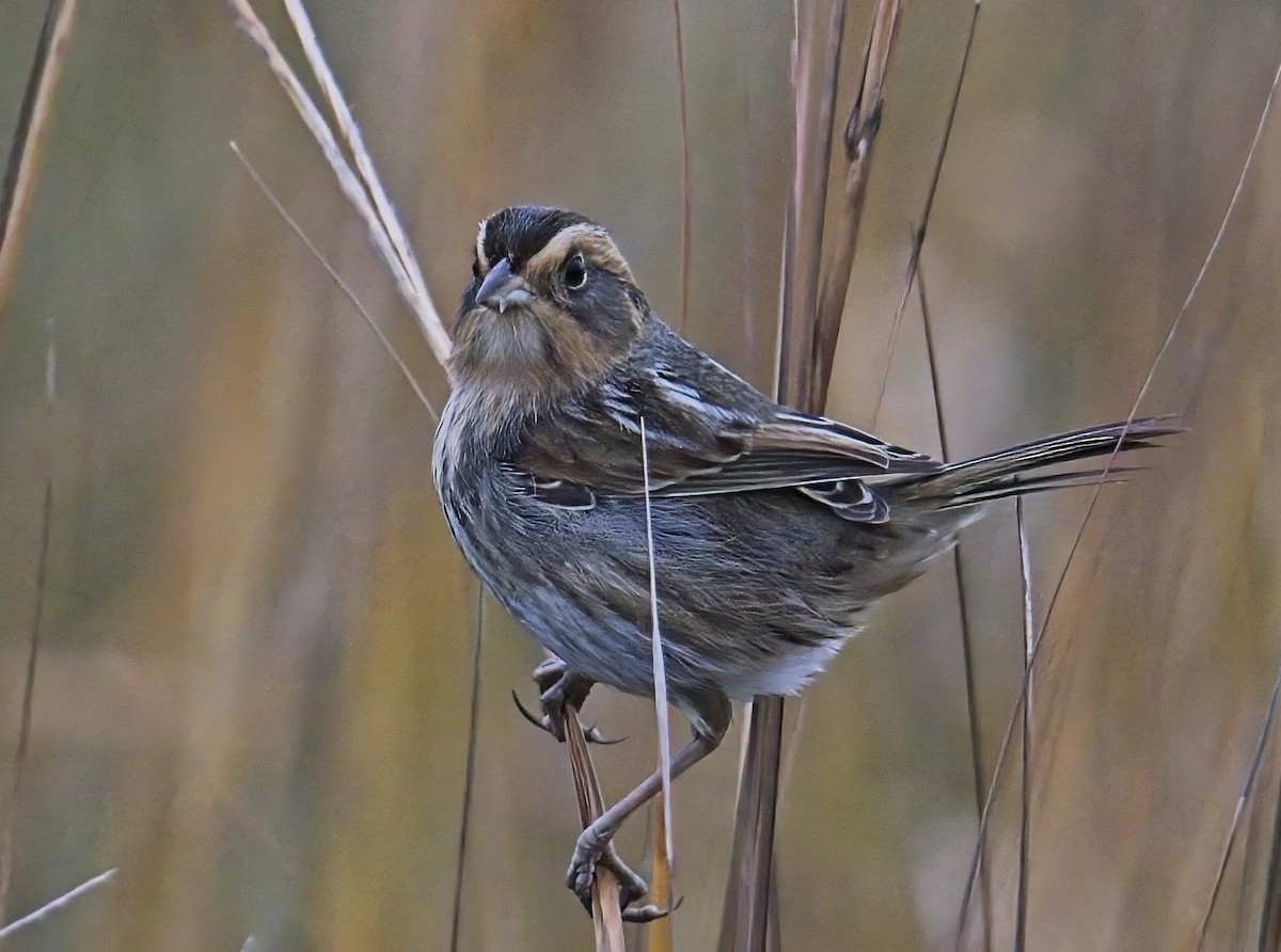Nelson's Sparrow - ML647643747
