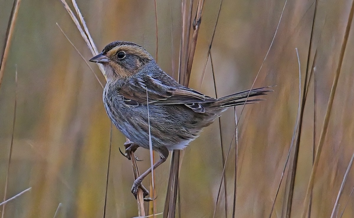 Nelson's Sparrow - ML647643748