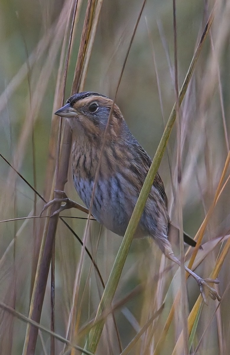Nelson's Sparrow - ML647643749