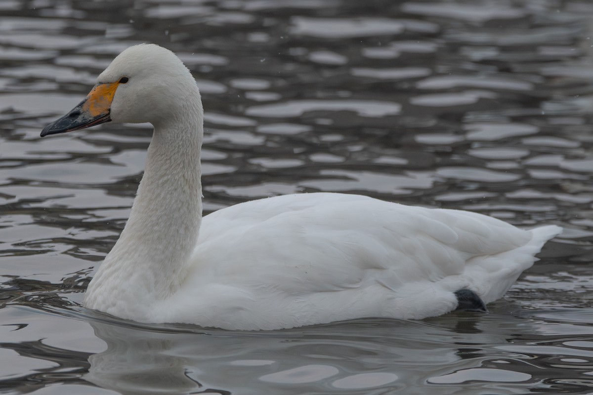 Tundra Swan (Bewick's) - ML647643752