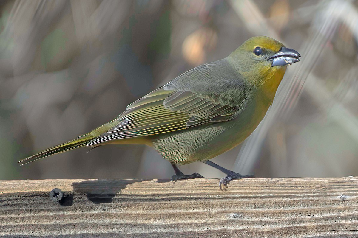 Hepatic Tanager - ML647643908