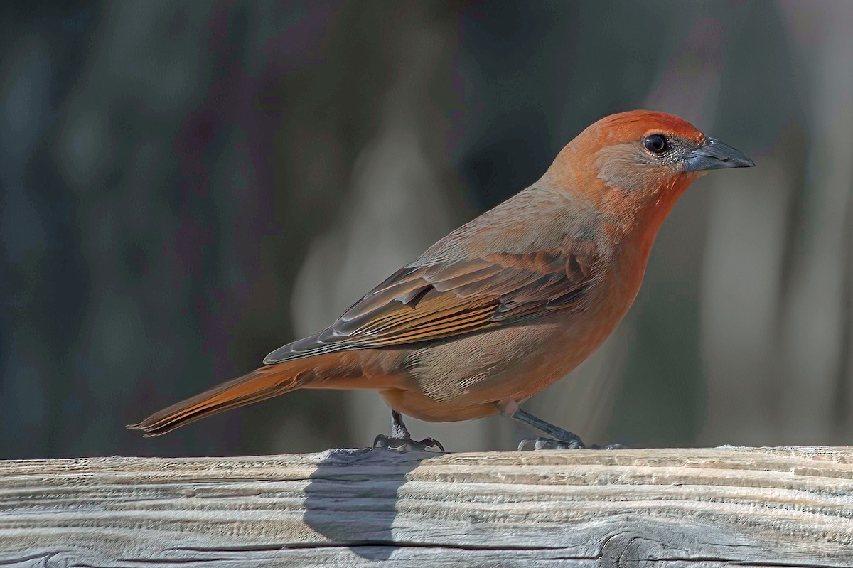 Hepatic Tanager - ML647643909