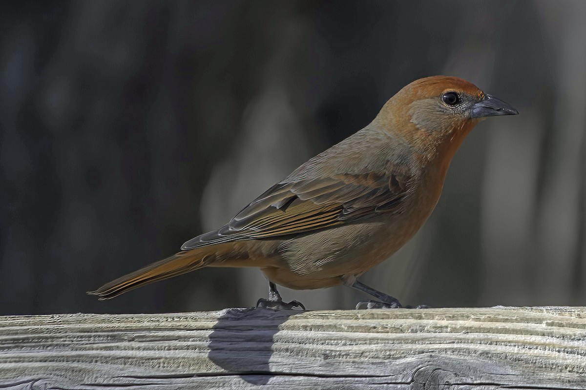 Hepatic Tanager - ML647643912