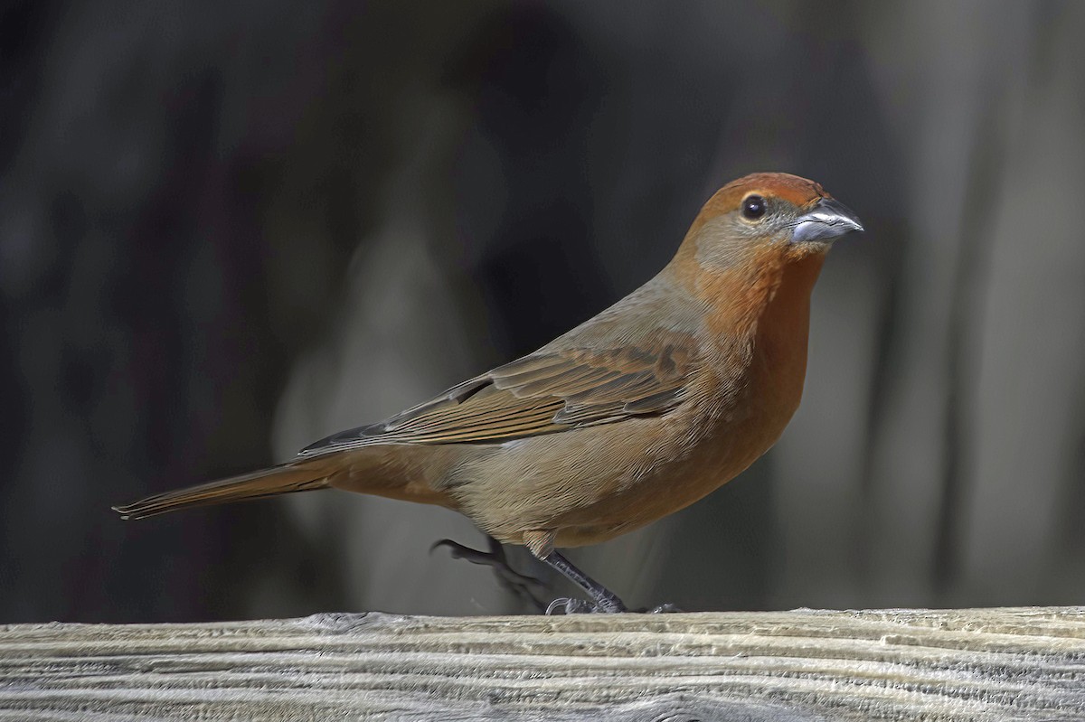 Hepatic Tanager - ML647643913