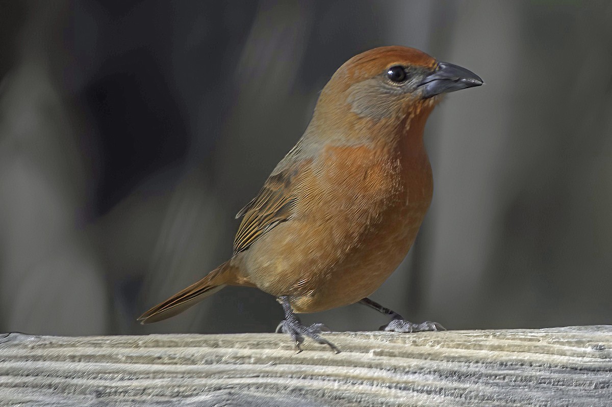 Hepatic Tanager - ML647643914
