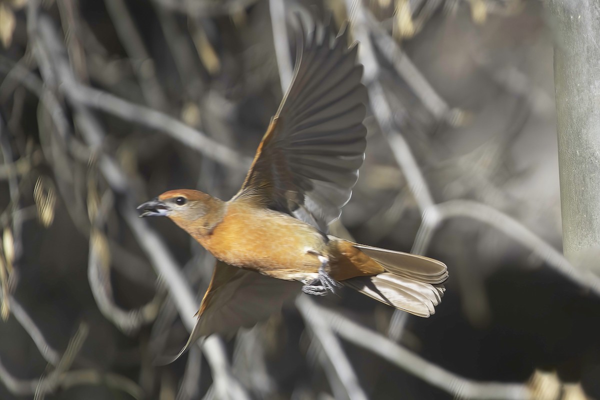 Hepatic Tanager - ML647643915