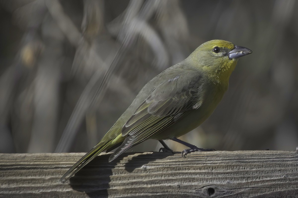 Hepatic Tanager - ML647643917