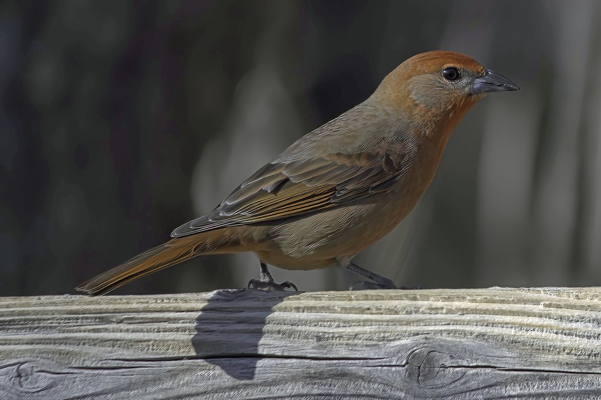 Hepatic Tanager - ML647643921