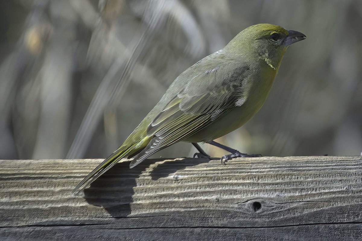 Hepatic Tanager - ML647643923