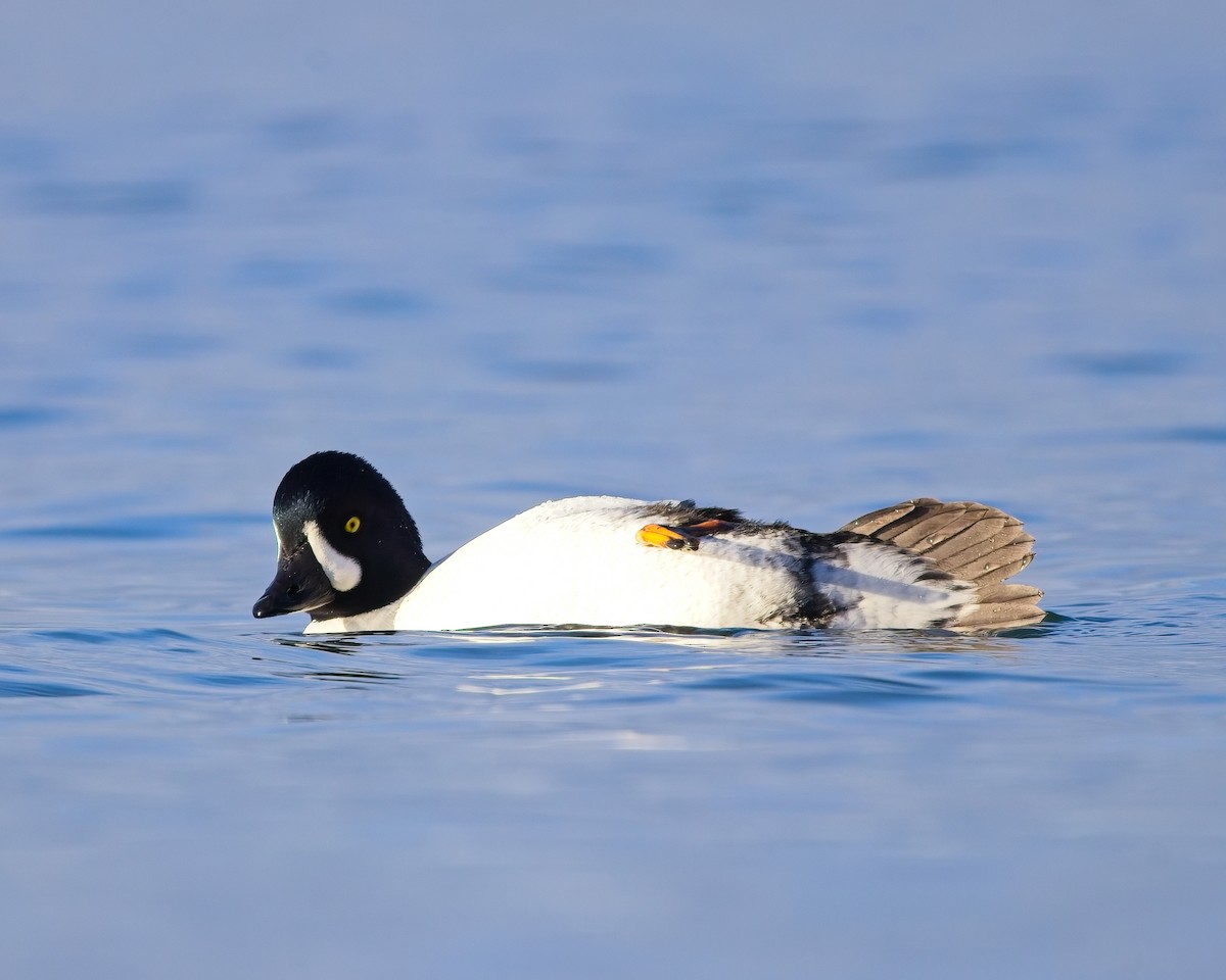 Barrow's Goldeneye - ML647643931