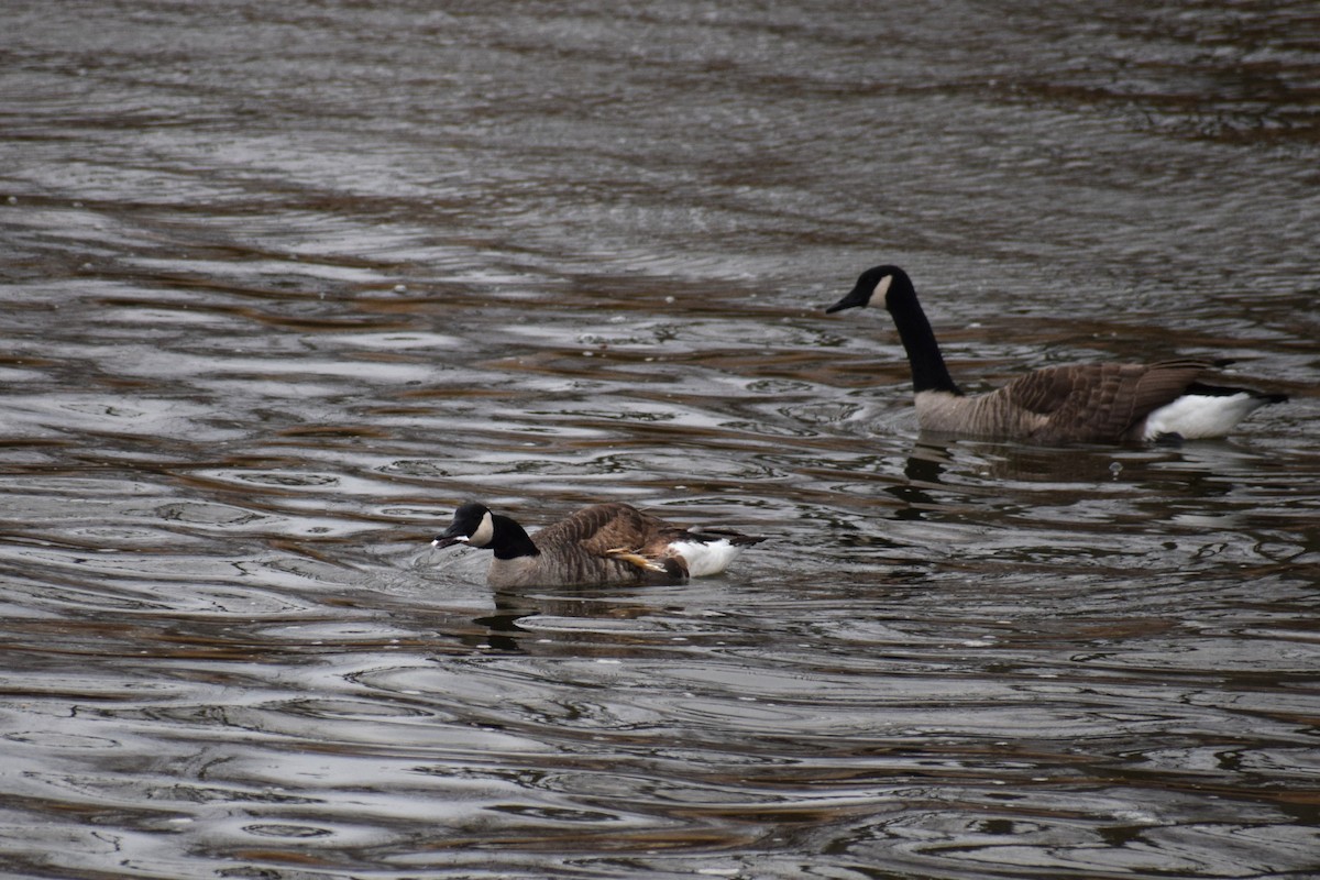 Canada Goose - ML647643932