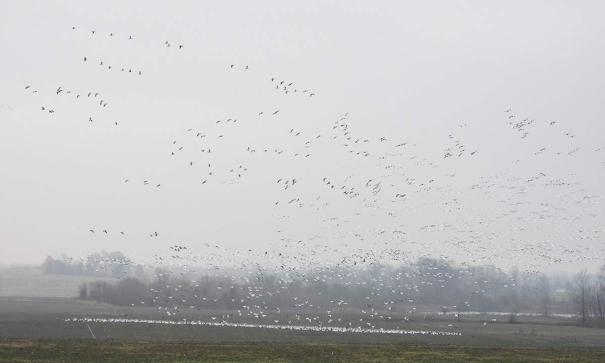 Snow Goose - ML647643933