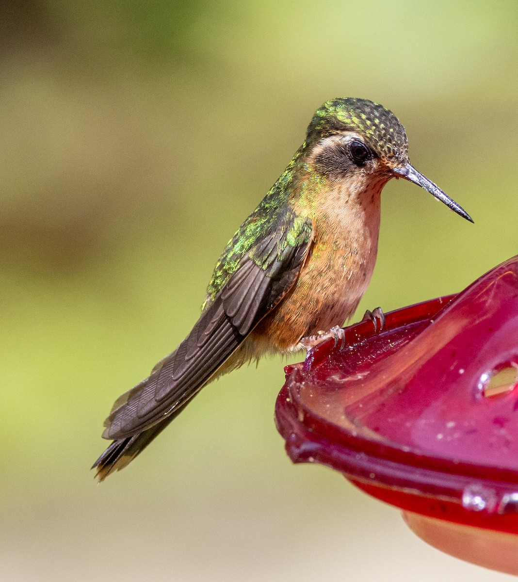 Speckled Hummingbird - ML647643935