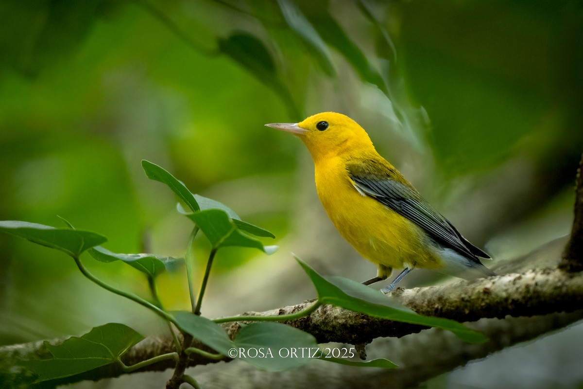 Prothonotary Warbler - ML647643937