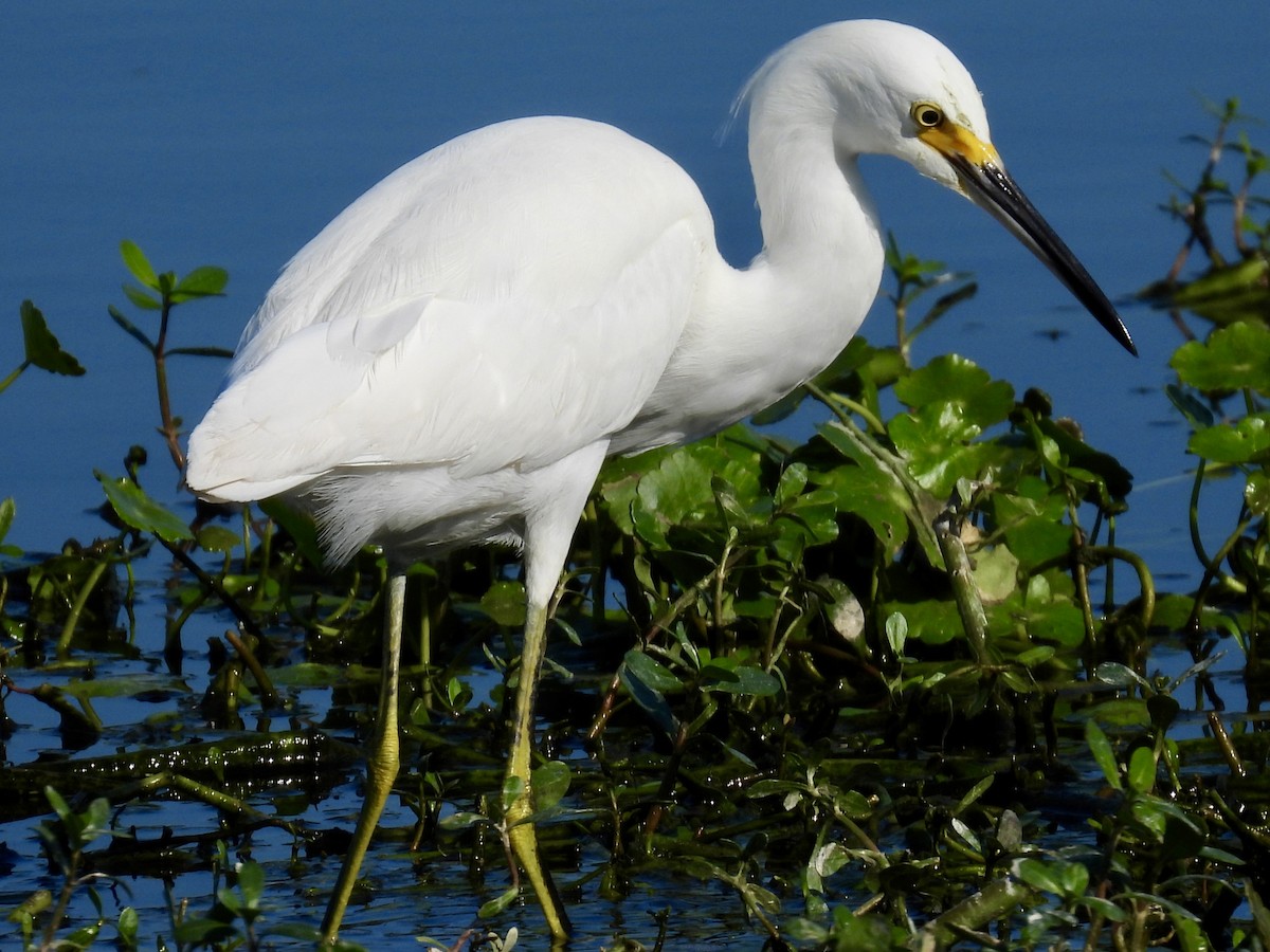 Snowy Egret - ML647643938