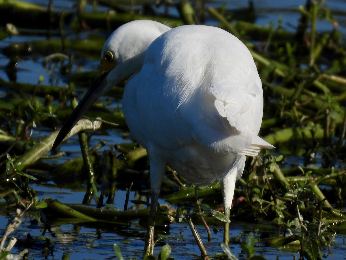 Snowy Egret - ML647643939
