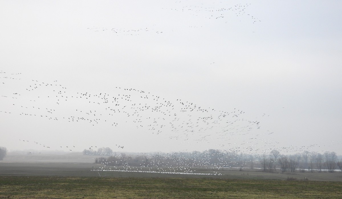 Snow Goose - ML647643940