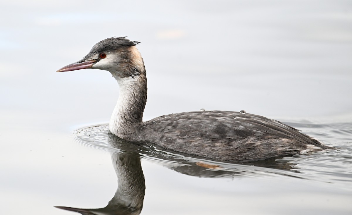 Great Crested Grebe - ML647643941