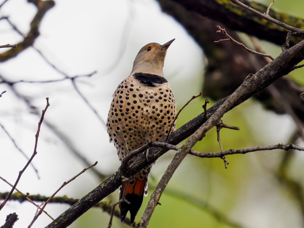 Northern Flicker - ML647643942