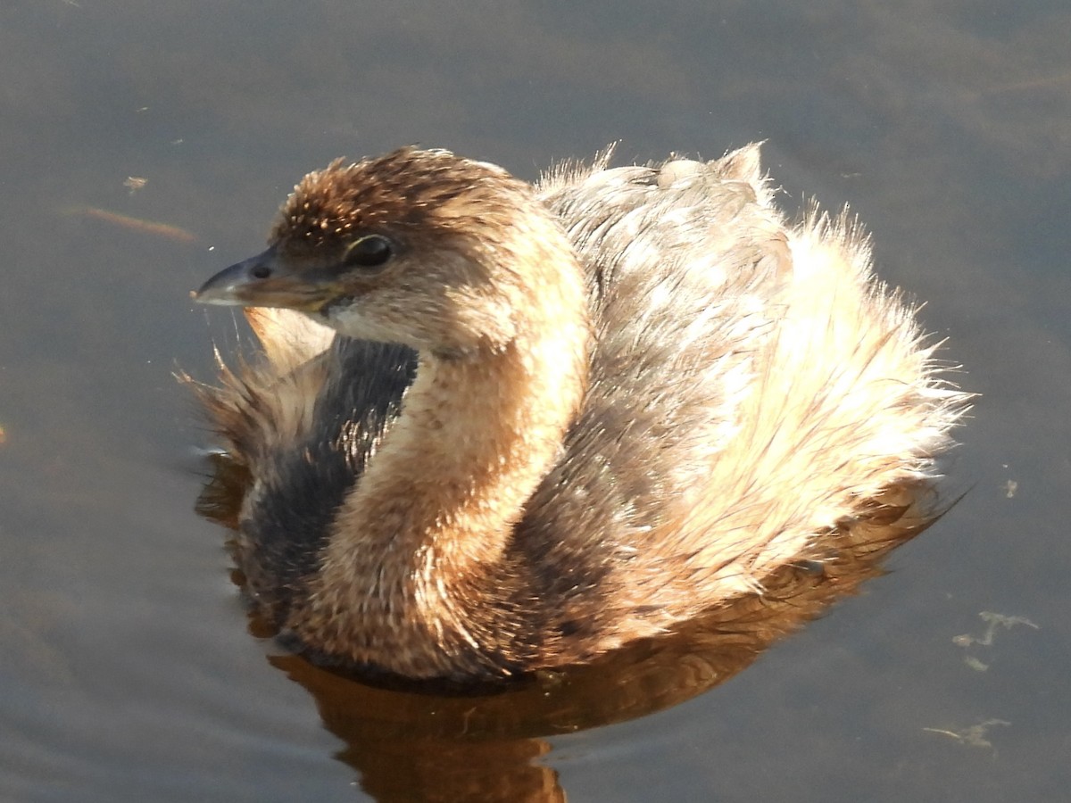 Pied-billed Grebe - ML647643944