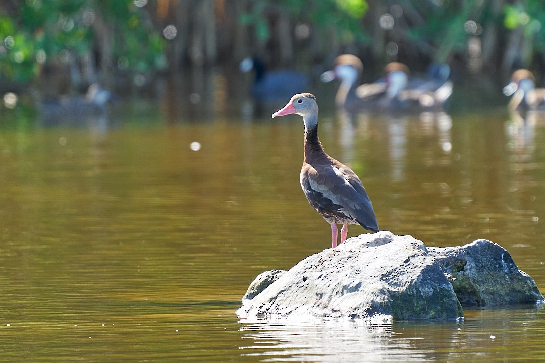 Свистач червонодзьобий - ML647643953