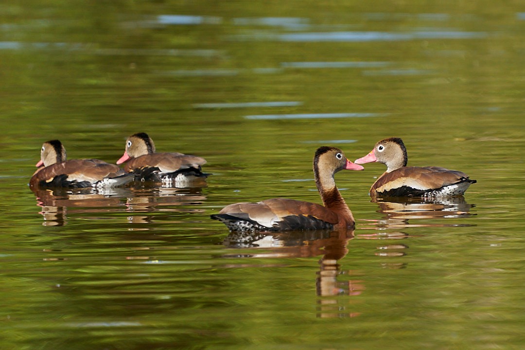 Свистач червонодзьобий - ML647643954