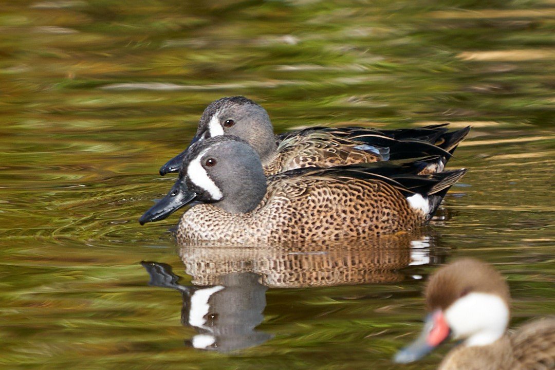 Чирянка блакитнокрила - ML647643963