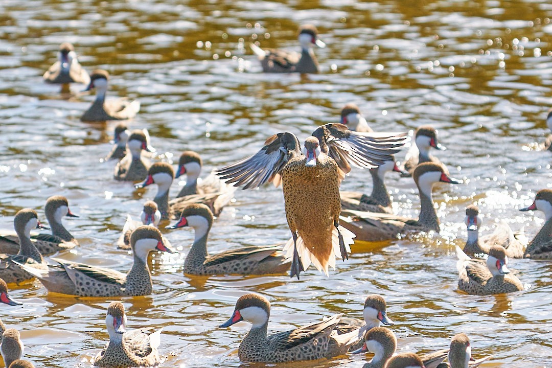 Шилохвіст білощокий - ML647643974