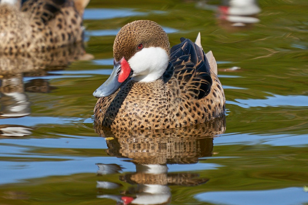 Шилохвіст білощокий - ML647643975