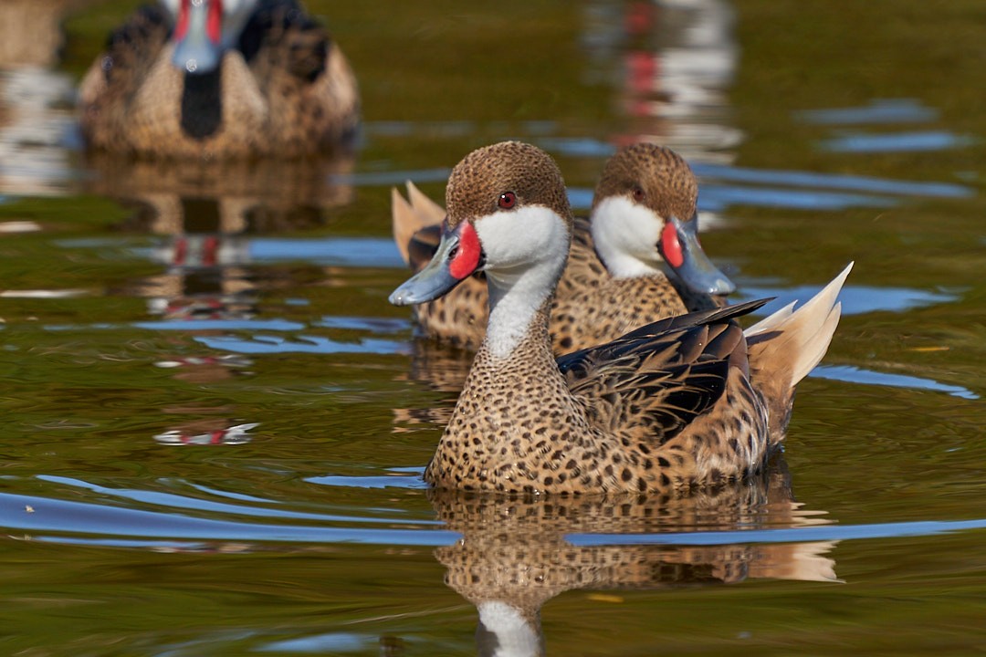 Шилохвіст білощокий - ML647643976