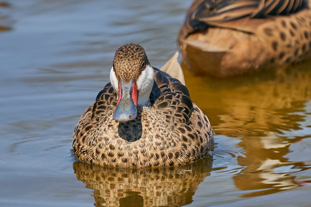 Шилохвіст білощокий - ML647643977