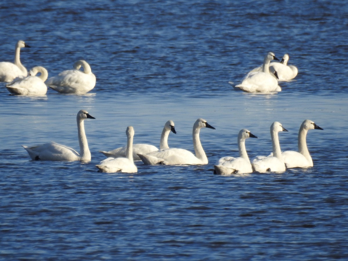 Cygne siffleur - ML647643980