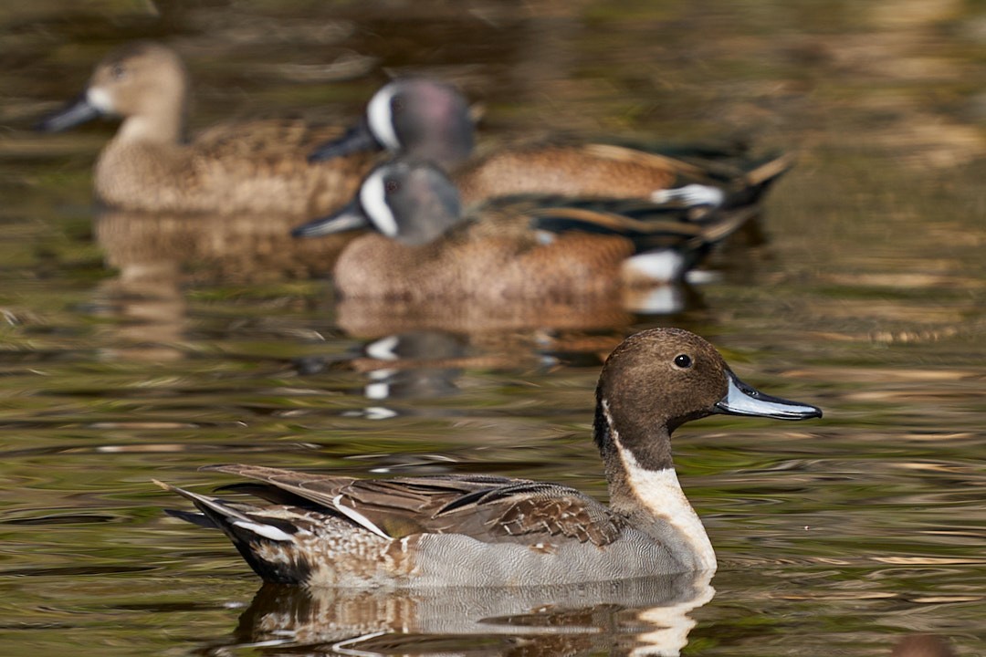 Шилохвіст північний - ML647643992