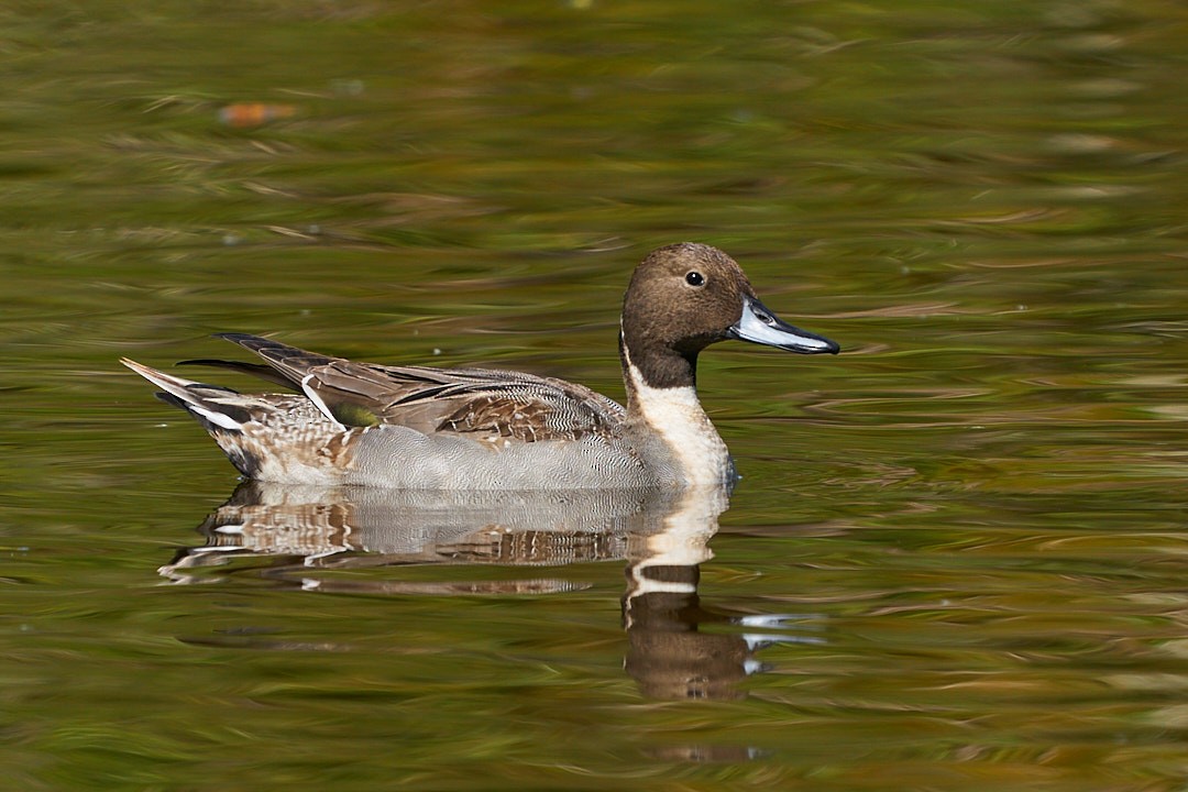 Шилохвіст північний - ML647643993