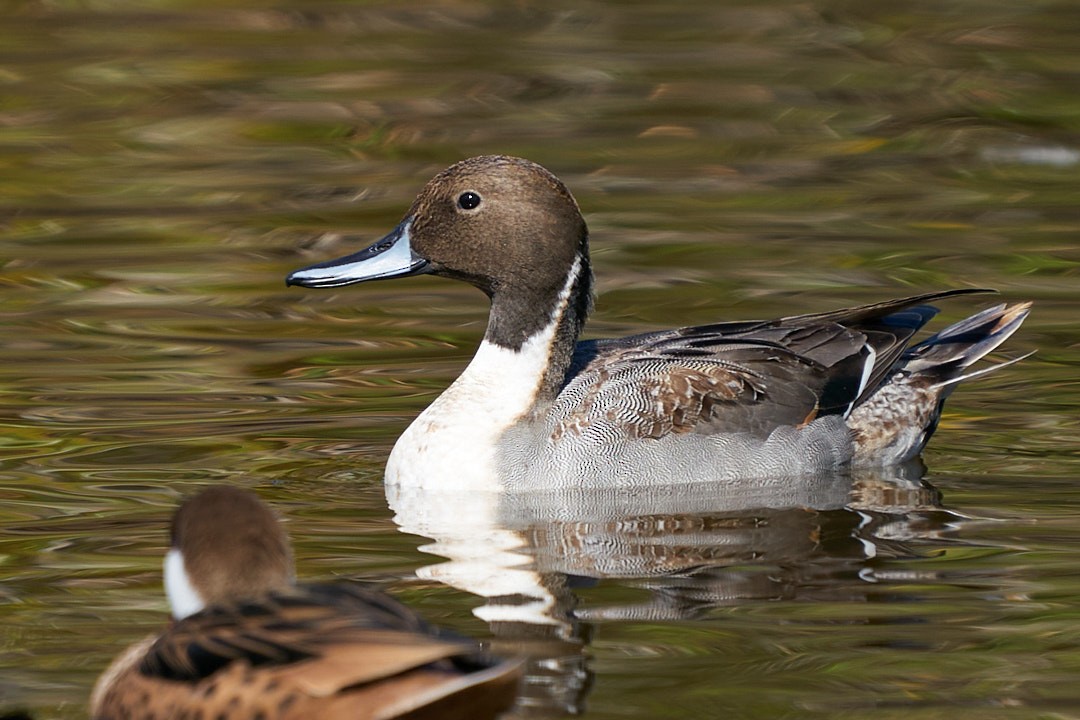 Шилохвіст північний - ML647643994