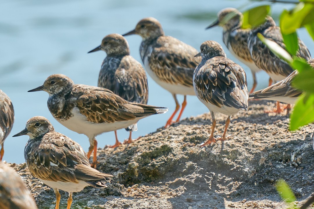 Крем'яшник звичайний - ML647644015