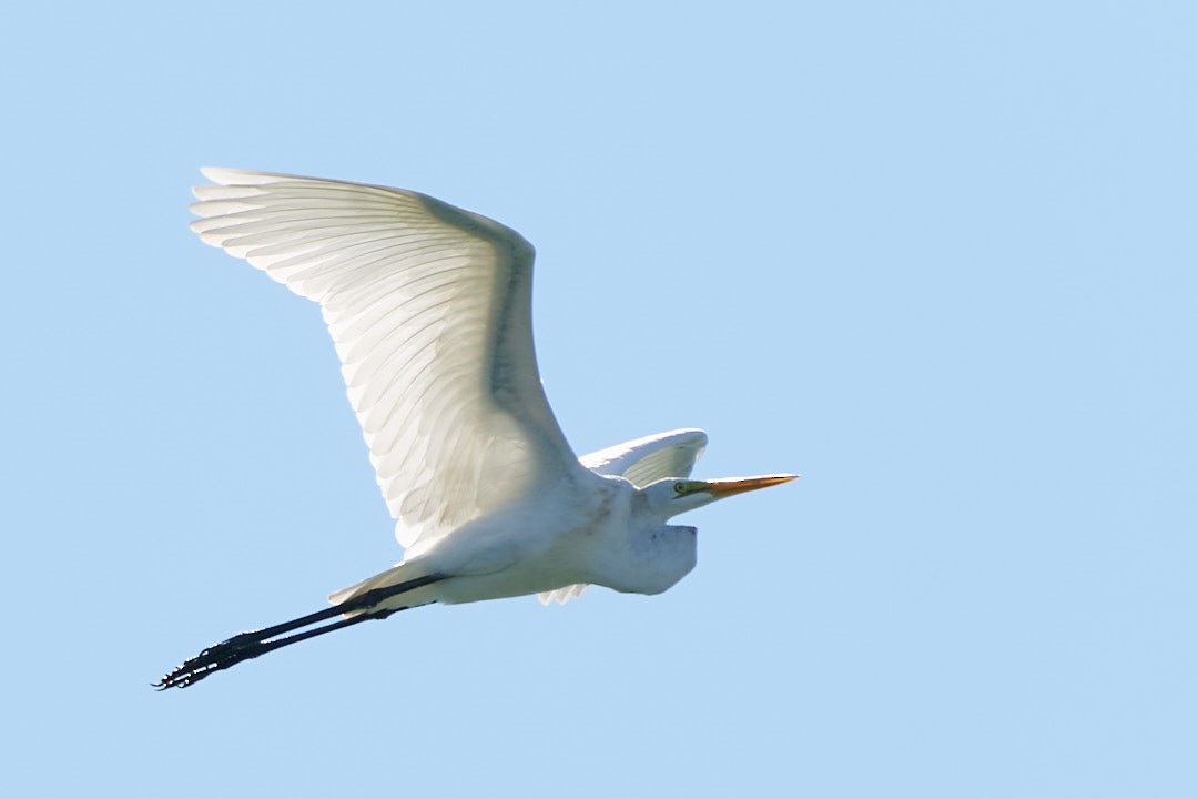 Чапля велика - ML647644025