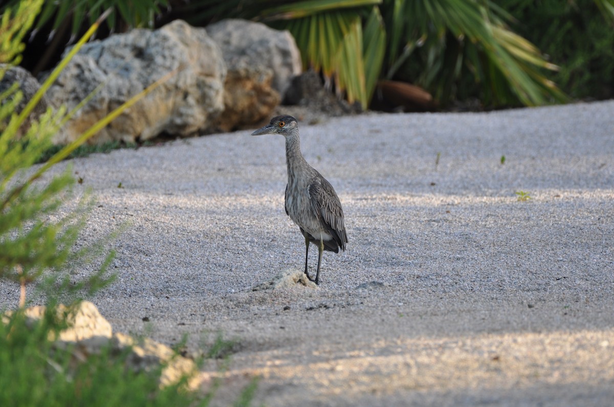 kvakoš žlutočelý - ML647644026