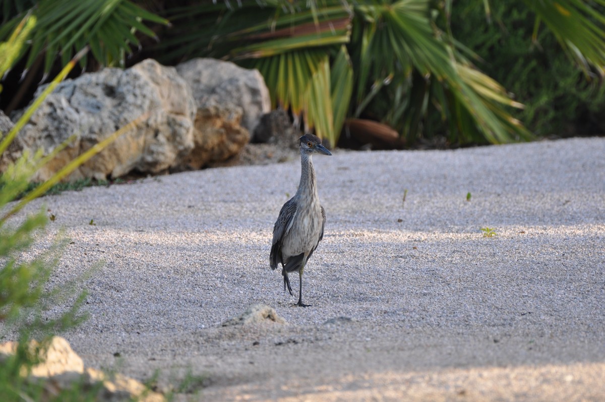 kvakoš žlutočelý - ML647644027