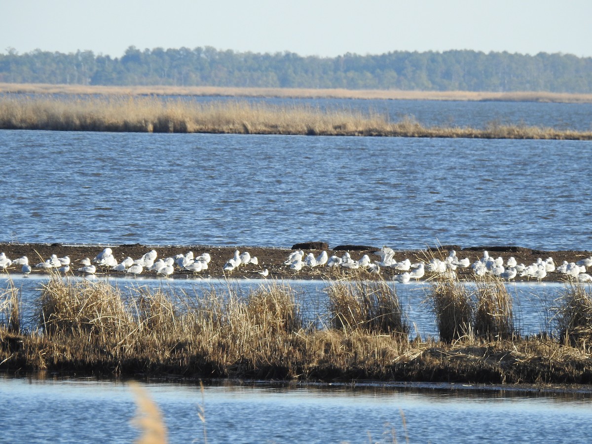 Cygne siffleur - ML647644037