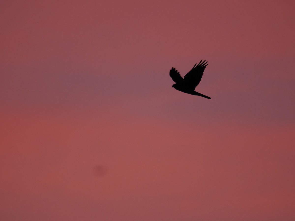 Busard des marais - ML647644039