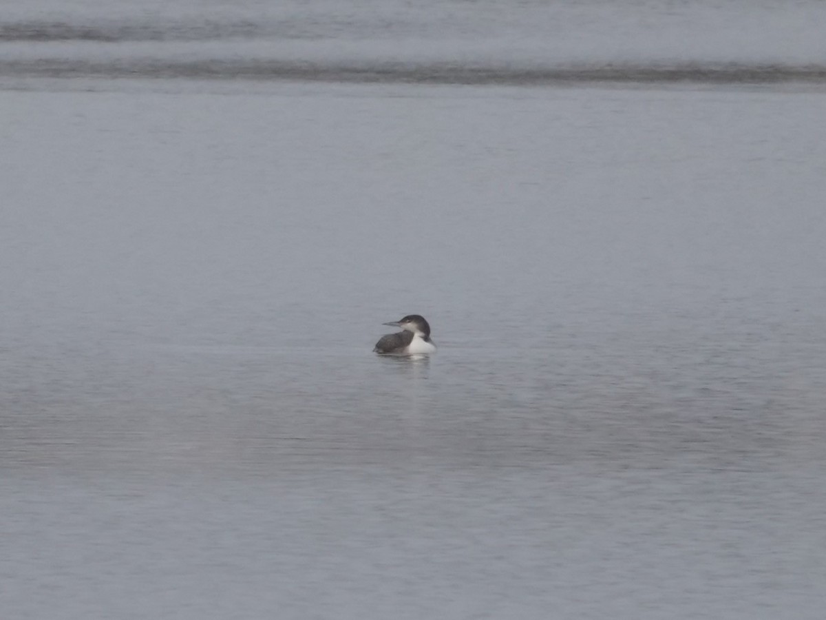 eBird Checklist - 27 Dec 2025 - Lexington Reservoirs #2 & #3 (Don't ...