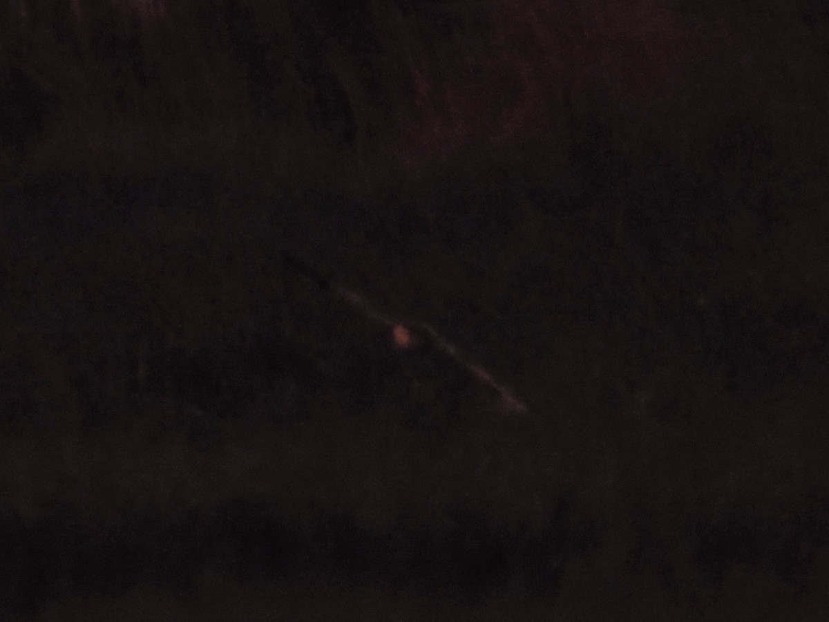 Hibou des marais - ML647644058