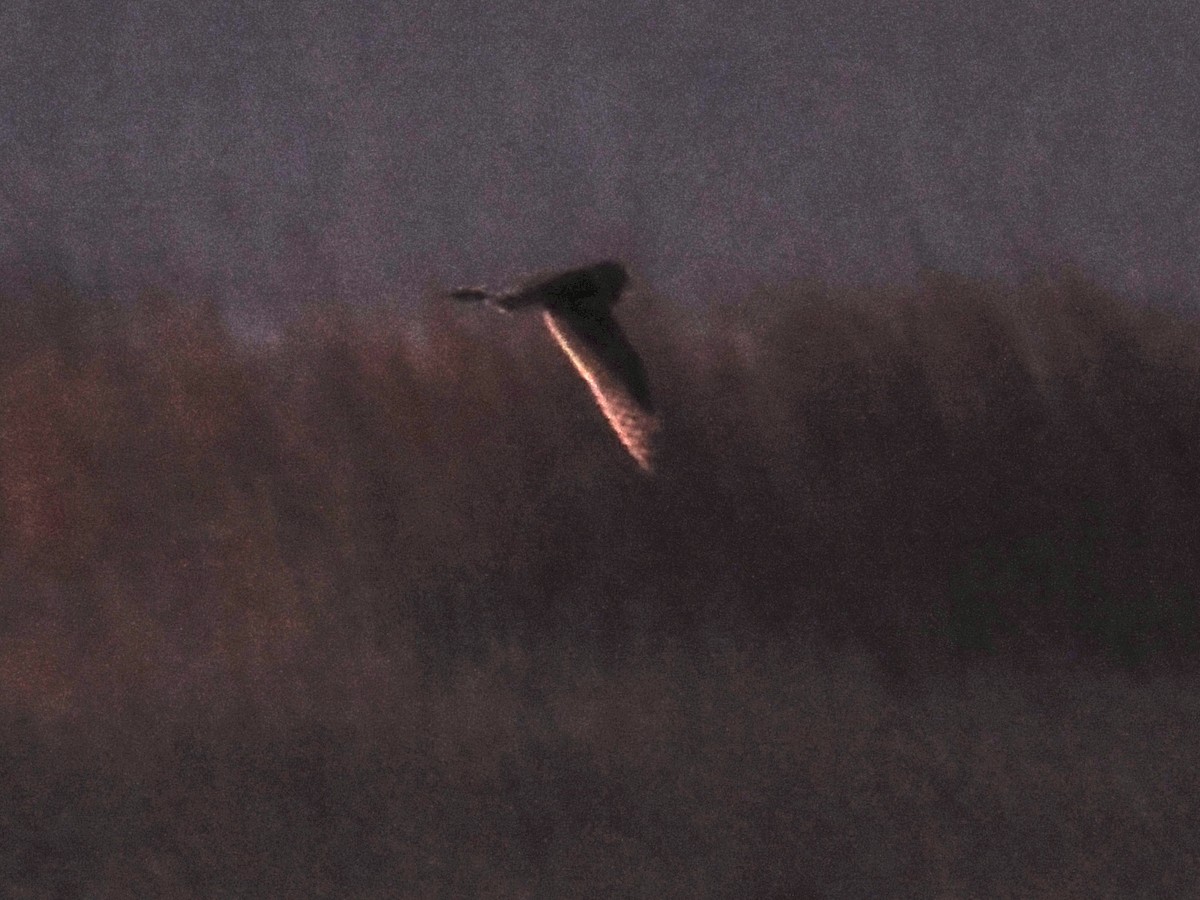 Hibou des marais - ML647644059