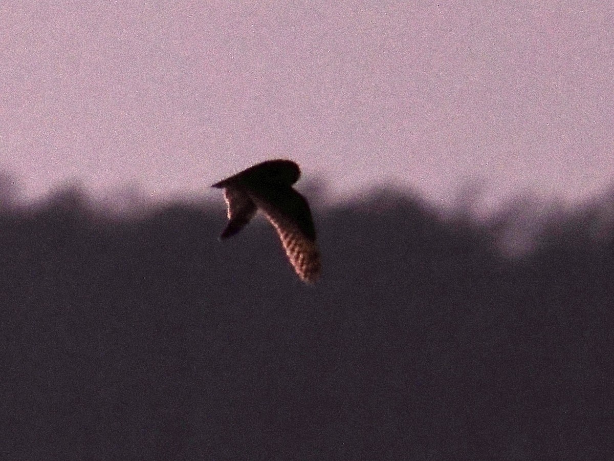 Hibou des marais - ML647644060