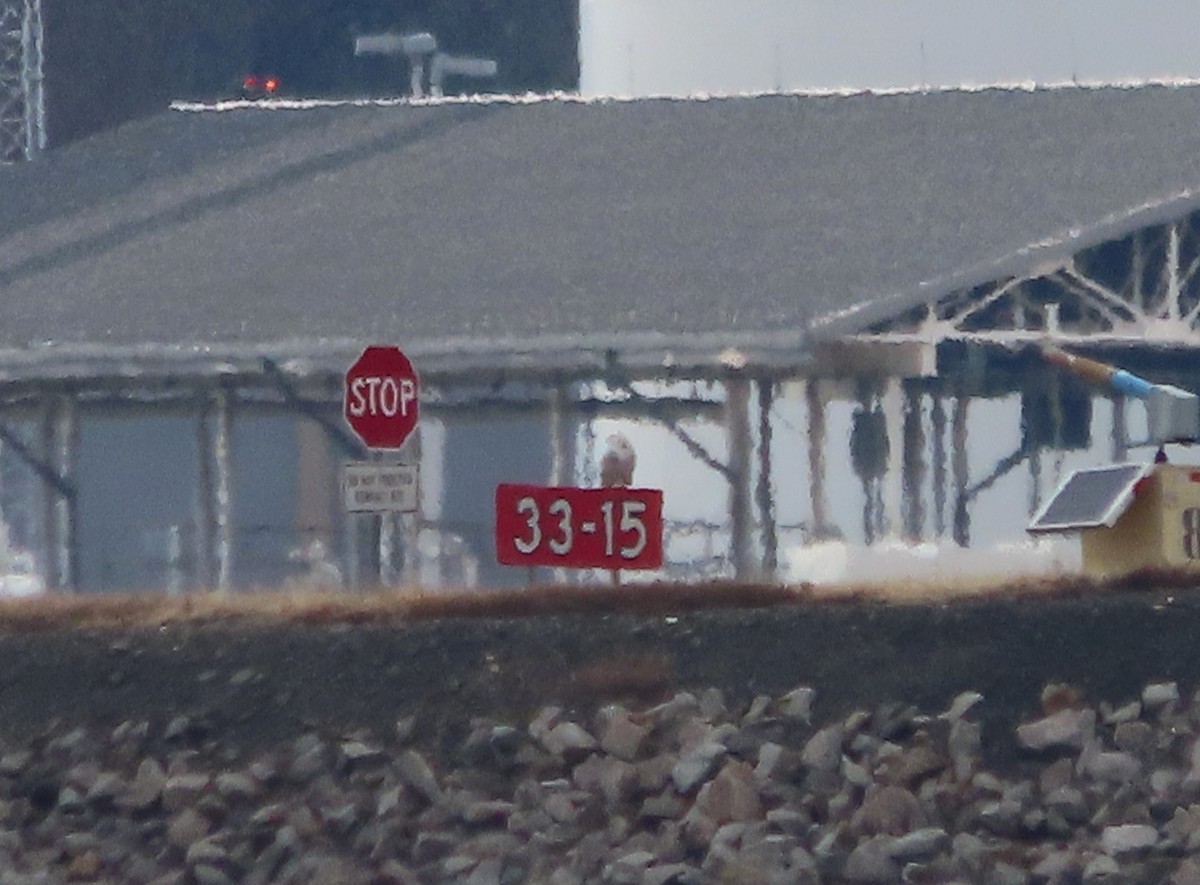 Snowy Owl - ML647644110